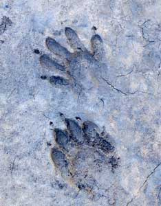 Who’s Been Nibbling in My Garden? Image